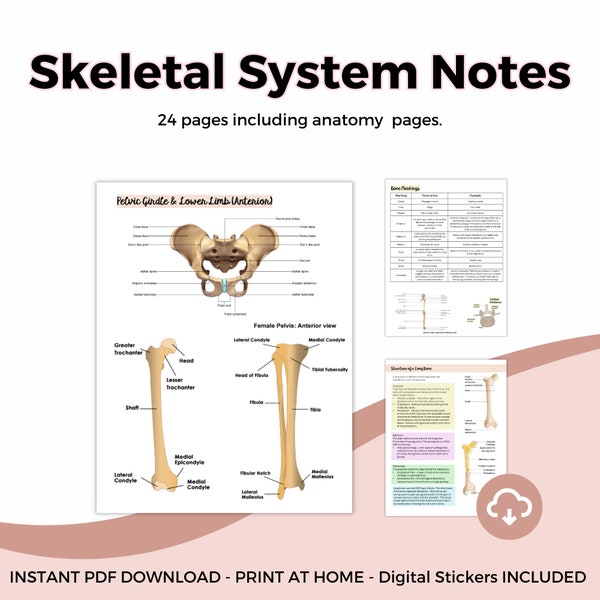 Skeletal System Anatomy and Physiology NOTES