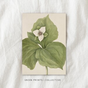 Vintage Botanical Wall Art | Trillium Watercolour Painting | Printable Download | Vintage Floral Art Print | Botanical Illustration | BO-101