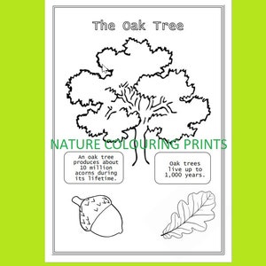 The Oak Tree Colouring Page with Facts