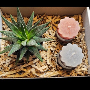 Könnte beinhalten: Eine Geschenkbox gefüllt mit braunem Packpapier, einer kleinen grünen Sukkulente in einem Topf und zwei Kerzen. Eine Kerze ist hellrosa und die andere dunkelgrau.