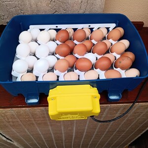 Puede incluir: Una incubadora azul llena de huevos blancos y marrones. Los huevos están en soportes individuales. Un componente eléctrico amarillo está conectado a la incubadora. La incubadora está sobre una superficie de madera.