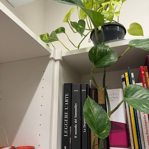 May include: A vibrant green pothos plant in a black pot on a white shelf, with trailing vines and large, heart-shaped leaves. Books with black spines and white text are visible on the shelf, including "LEGGERE L'ARTE".