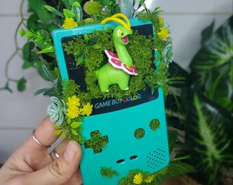 Meganium Terrariums