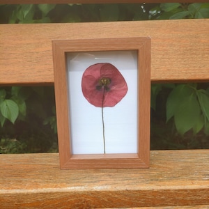 The Poppy