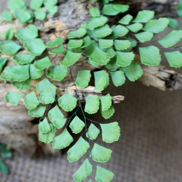 5-6 mini stems bunch Preserved green fern, maidenhair fern, Adianthum Fern, gardening, hanging wall, wall decoration