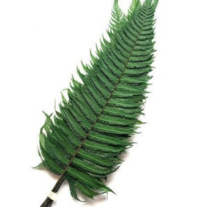 x10 Parchment fern dark green preserved 30cm - preserved leave, preserved foliage