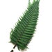 see more listings in the Preserved Foliage section