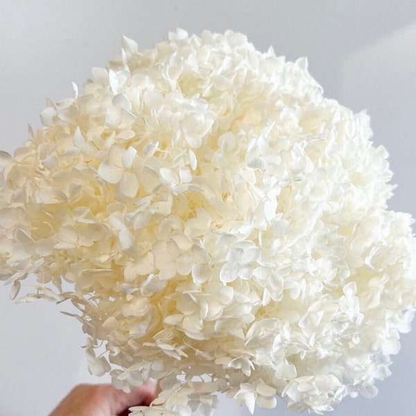 Big size Creamy White preserved hydrangea diameter 28-30cm, hydrangea on stem, 2-3branches