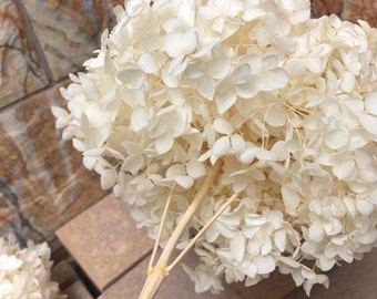 Blanco cremoso Hortensia anna conservada Diamter 20-22cm, hortensia, flor nupcial, blanco preservado/blanqueado