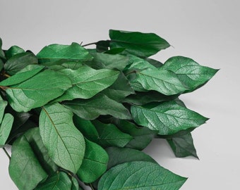 Wholesale - case of 12 bunches preserved Salal leaves, lemon leave natural green