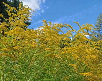 Cascade Goldenrod (Solidago elongata) seed packet