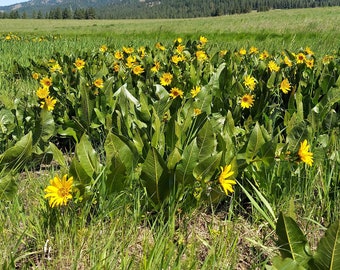 Northern Mule's Ears (Wyethia amplexicaulis) seed packet