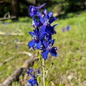 May include: Close-up of a vibrant blue wildflower with multiple petals, showcasing intricate details. The flower's stem is green, with several seed pods. The background is blurred, featuring green grass and trees, creating a natural setting.