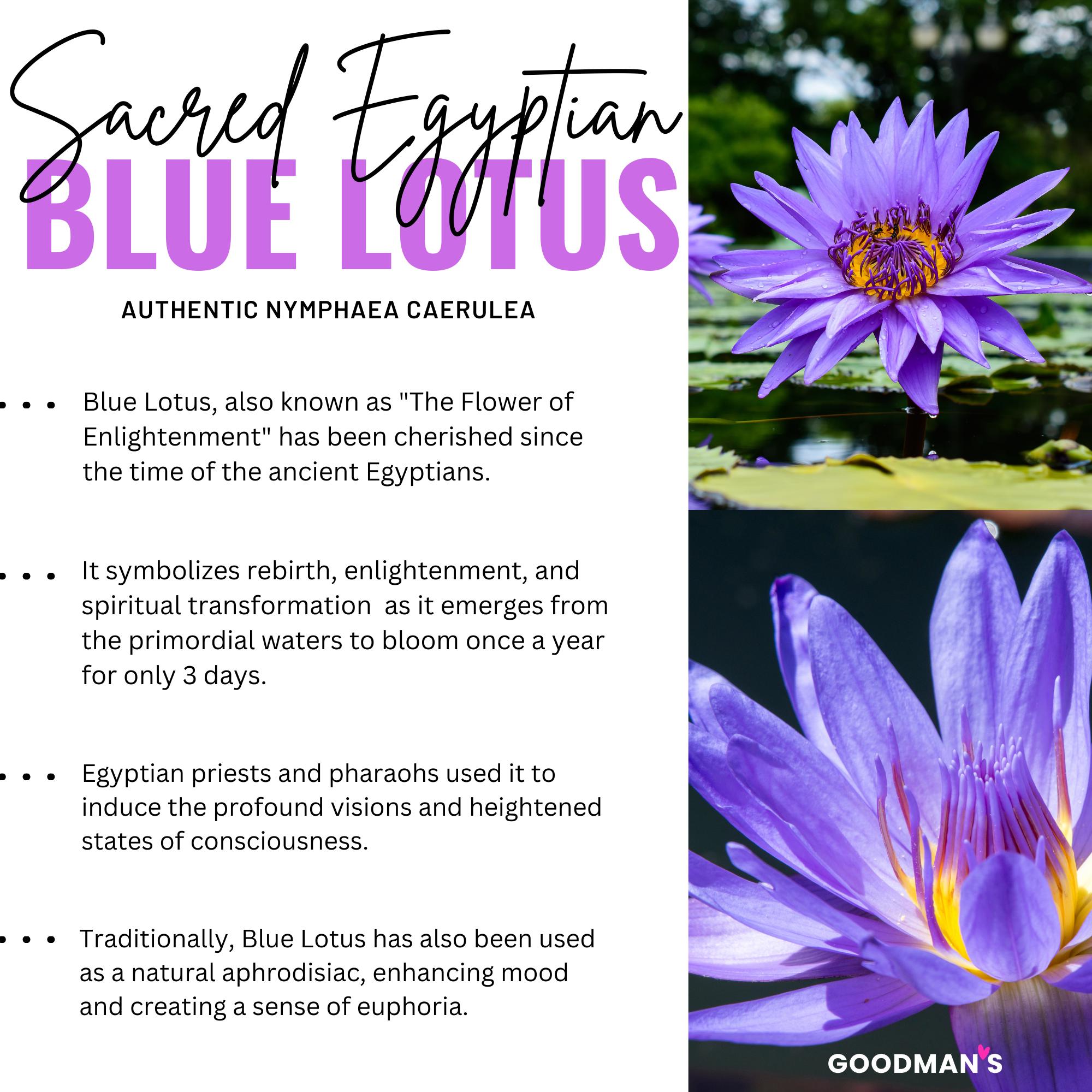100% Organic Egyptian Blue Lotus Flower, Nymphaea Caerulea