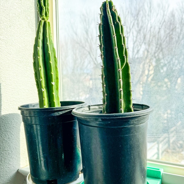 Window Plant Shelf - Etsy