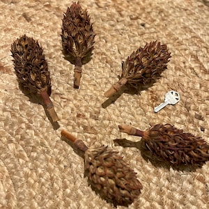 Five hand picked magnolia seed pods - dried 6x dried