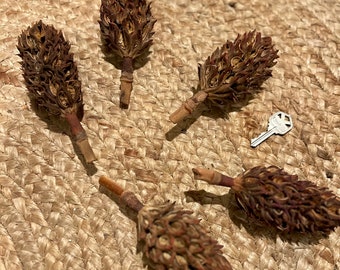 Five hand picked magnolia seed pods - dried 6x dried