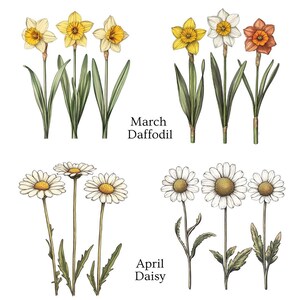 Two rows of flower illustrations, with yellow and orange daffodils labeled "March Daffodil" and white daisies labeled "April Daisy."