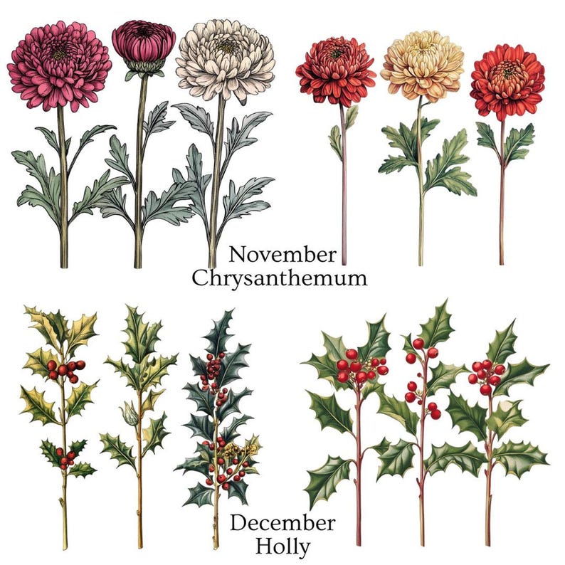 Two rows of flower illustrations, with pink, white, and red chrysanthemums labeled "November Chrysanthemum" and green holly with red berries labeled "December Holly."