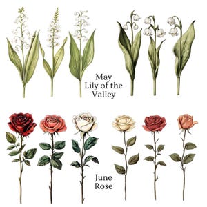 Two rows of flower illustrations, with white lily of the valley labeled "May Lily of the Valley" and red, pink, and white roses labeled "June Rose."