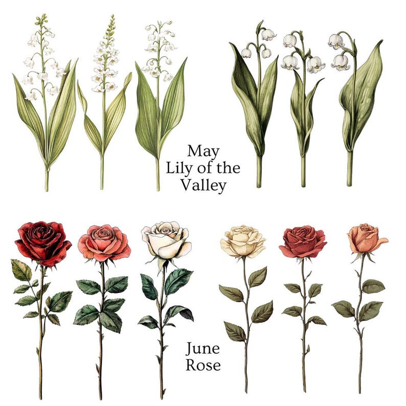Two rows of flower illustrations, with white lily of the valley labeled "May Lily of the Valley" and red, pink, and white roses labeled "June Rose."