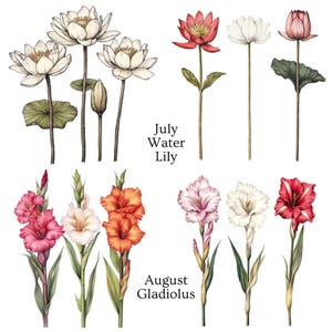 Two rows of flower illustrations, with white and red water lilies labeled "July Water Lily" and pink, orange, and red gladiolus labeled "August Gladiolus."