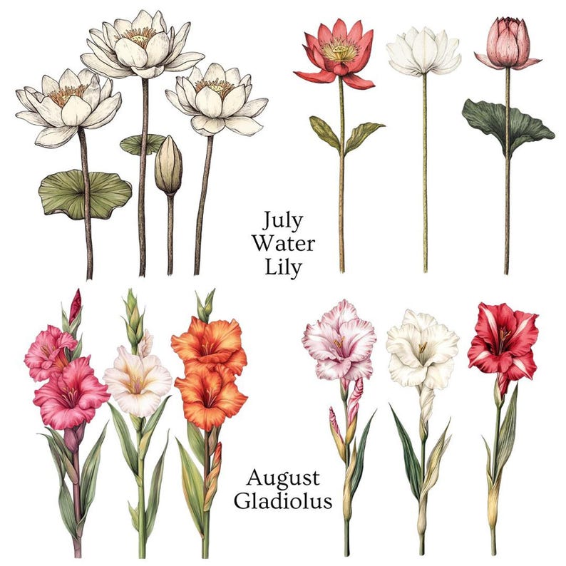 Two rows of flower illustrations, with white and red water lilies labeled "July Water Lily" and pink, orange, and red gladiolus labeled "August Gladiolus."