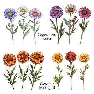 Two rows of flower illustrations, with blue, purple, and pink asters labeled "September Aster" and orange and yellow marigolds labeled "October Marigold."