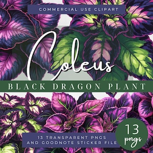 Puede incluir: Clipart digital de 13 hojas vibrantes de Coleus Black Dragon, en verde, morado y negro. La imagen incluye el texto "Coleus Black Dragon Plant" y "13 PNG transparentes y archivo de calcomanía Goodnote".