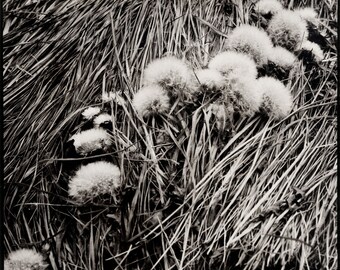 Limited Edition print of Dandelion Clocks, Pembrokeshire, Black and White Landscape Photography, B&W photo Wall Art, Black and White Prints