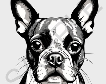 Boston Terrier - Vector SVG, transparent PNG image, Digital Download