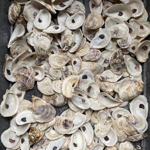 100 oyster shells SMALL VERY THIN 2 inch-3 inch
