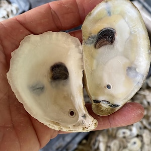 May include: Two oyster shells, held in a hand, showcasing their interior. The shells are off-white with dark brown and black markings. Each shell has a small, round hole near the base. The shells are from the sea.