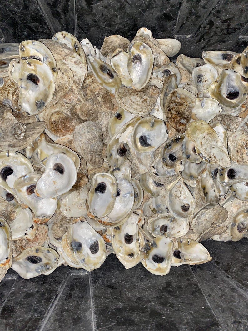 Large Square Flat Shell 20 Large Flat Shells 3 Inch Plus - Etsy