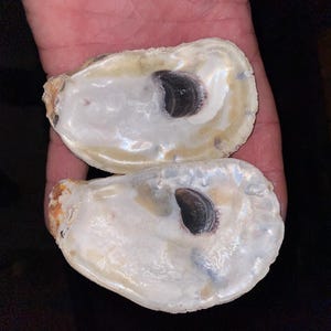 May include: Two oyster shells with a pearly white interior and a dark gray, almost black, center. The shells are held in a hand.