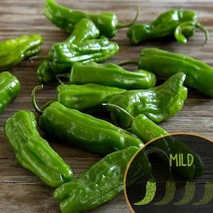 Shishito Pepper (10+ Seeds/Pack)
