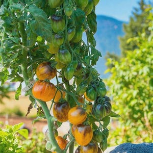 May include: A close-up of a tomato plant laden with green and orange tomatoes. The tomatoes are in various stages of ripeness, with some still green and others showing a mix of orange and brown hues. The plant is in a garden setting.