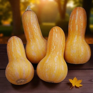 Peut inclure: Quatre courges butternut à la peau lisse orange clair avec des stries verticales jaune pâle. Les courges ont une base bulbeuse et un long col cylindrique. Une petite feuille d'érable jaune repose sur la surface en bois brun foncé.
