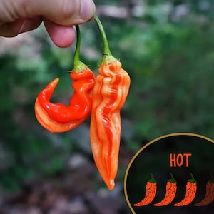 Könnte beinhalten: Zwei orange-rote, gestreifte Chilischoten, eine gebogen und eine gerade, in einer Hand vor grünem Hintergrund gehalten. Das Wort "HOT" steht in einem Kreis mit drei weiteren Chilischoten darin.