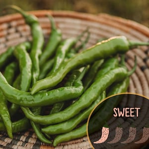 Fushimi Japanese Pepper (10+ Seeds/Pack)