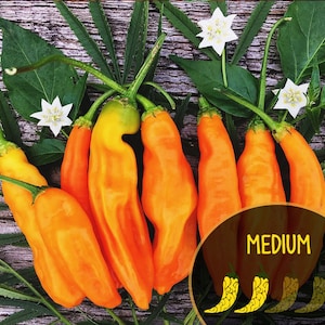 Aji Amarillo Pepper (10+ Seeds/Pack)