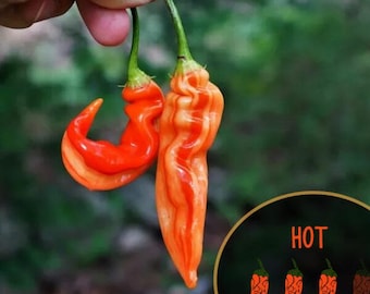 Sugar Rush Stripey (10+ Seeds/Pack)