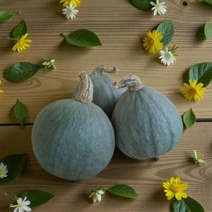 Peut inclure: Trois citrouilles rondes bleu-gris pâle avec des tiges texturées sont disposées ensemble. Les citrouilles sont entourées de feuilles vertes éparpillées et de petites fleurs jaunes et blanches sur une surface en bois brun clair veiné.