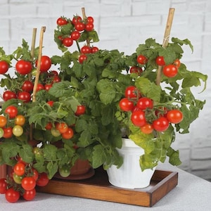 Peut inclure: Plusieurs plants de tomates en pot avec des tomates cerises rouges vives et un feuillage vert. Les plantes sont soutenues par des tuteurs en bois et sont dans des pots blancs et bruns sur un plateau en bois. En arrière-plan, un mur de briques blanches.