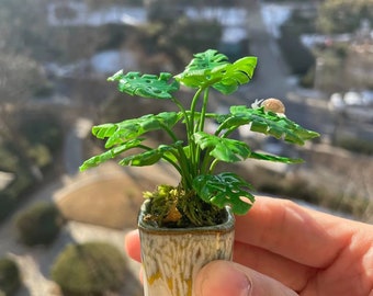 Miniature Monstera,Miniature Plants,Miniature Clay,Handmade Clay,Plant Wall,Miniature Doll House,1:12,Dollhouse Plants,Dollhouse Decoration