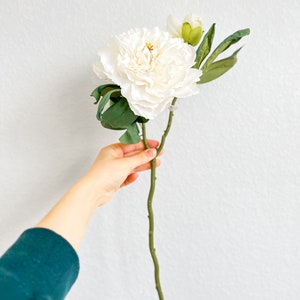 May include: A single white peony flower with green leaves and a bud, held in a hand against a white background.