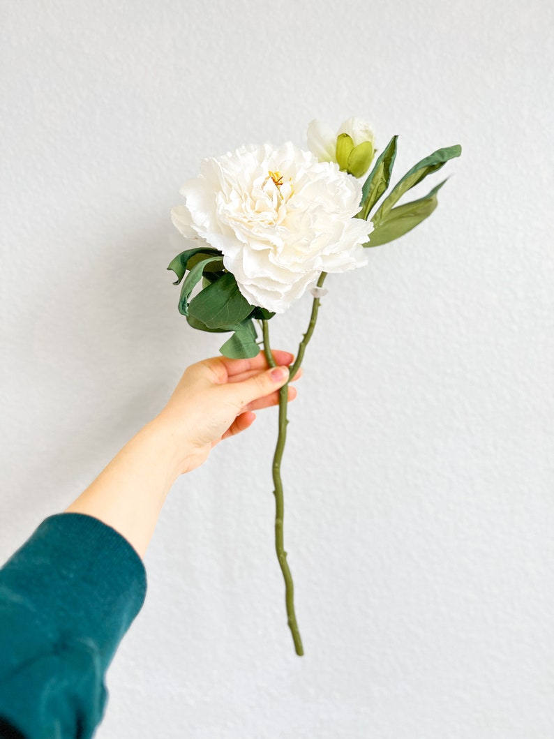 May include: A single white peony flower with green leaves and a bud, held in a hand against a white background.
