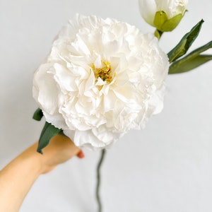 May include: A single white peony flower with a closed bud and green leaves. The flower is held in a hand against a white background.