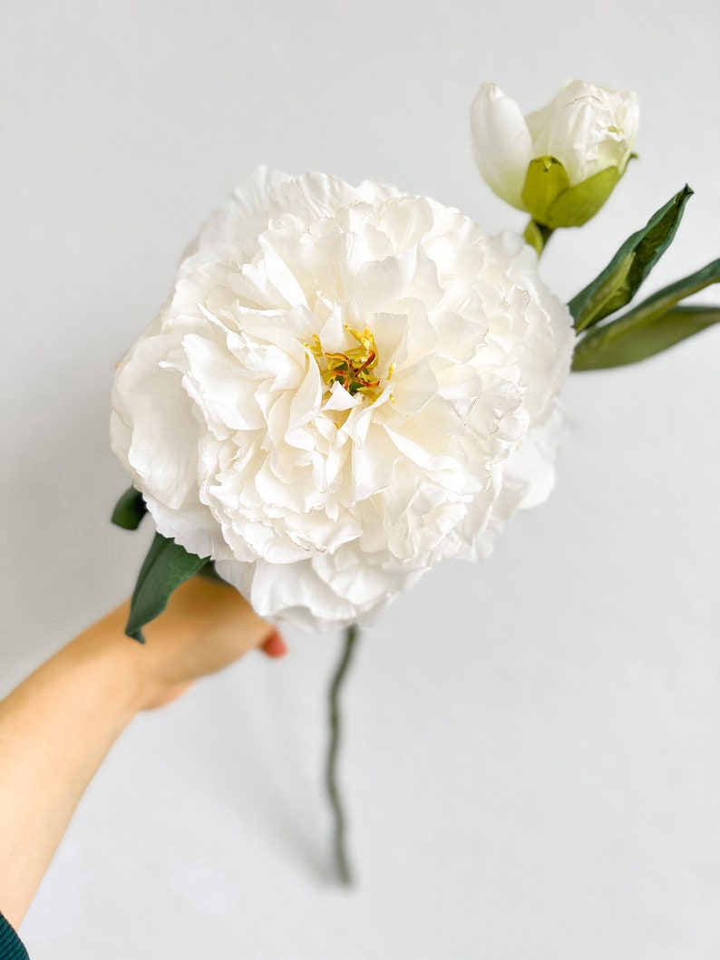 May include: A single white peony flower with a closed bud and green leaves. The flower is held in a hand against a white background.