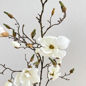 Puede incluir: Primer plano de una rama de magnolia con varias flores blancas en plena floraci&oacute;n y capullos sin abrir. Las flores son de color blanco cremoso con un centro amarillo. Las ramas son marrones y los capullos verdes.